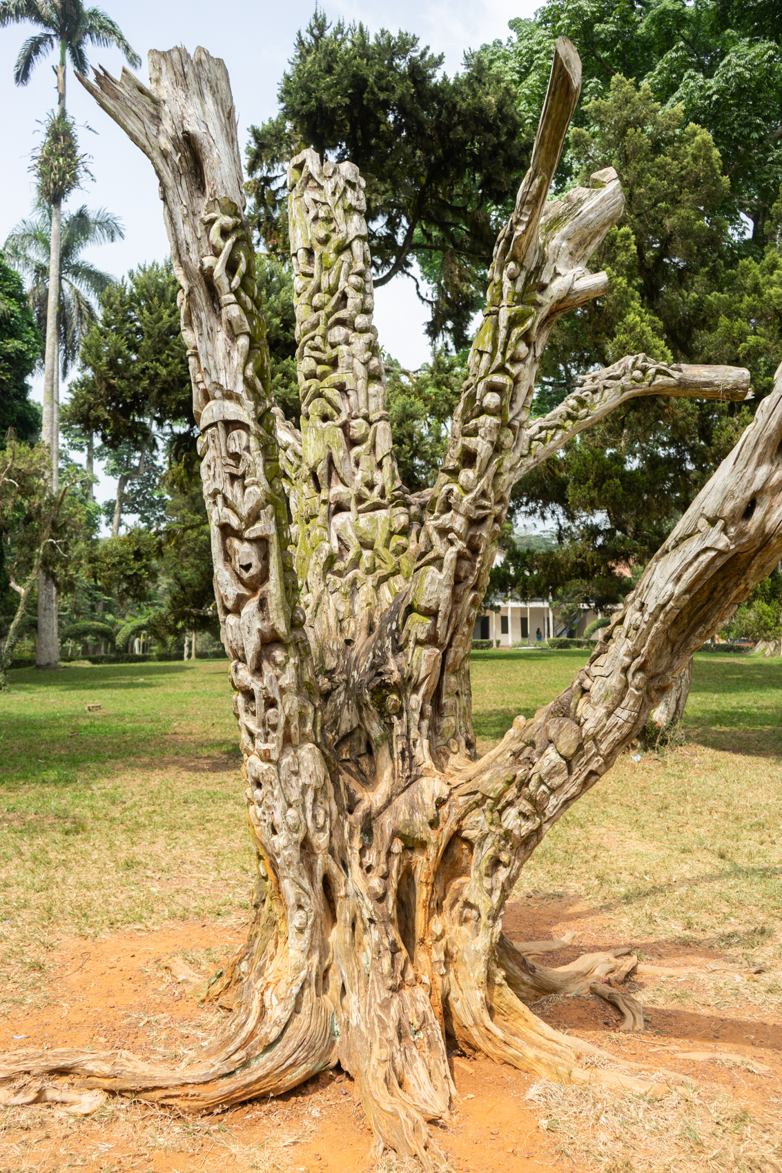 Tree of Life Aburi Botanical Garden