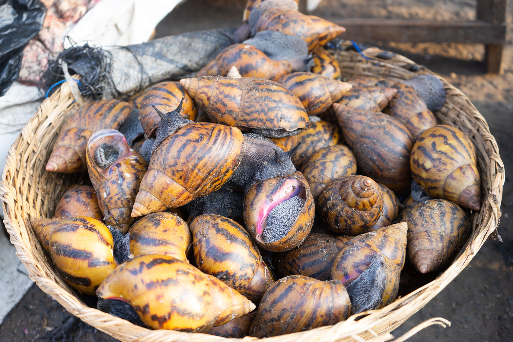 Giant Snails Ghana