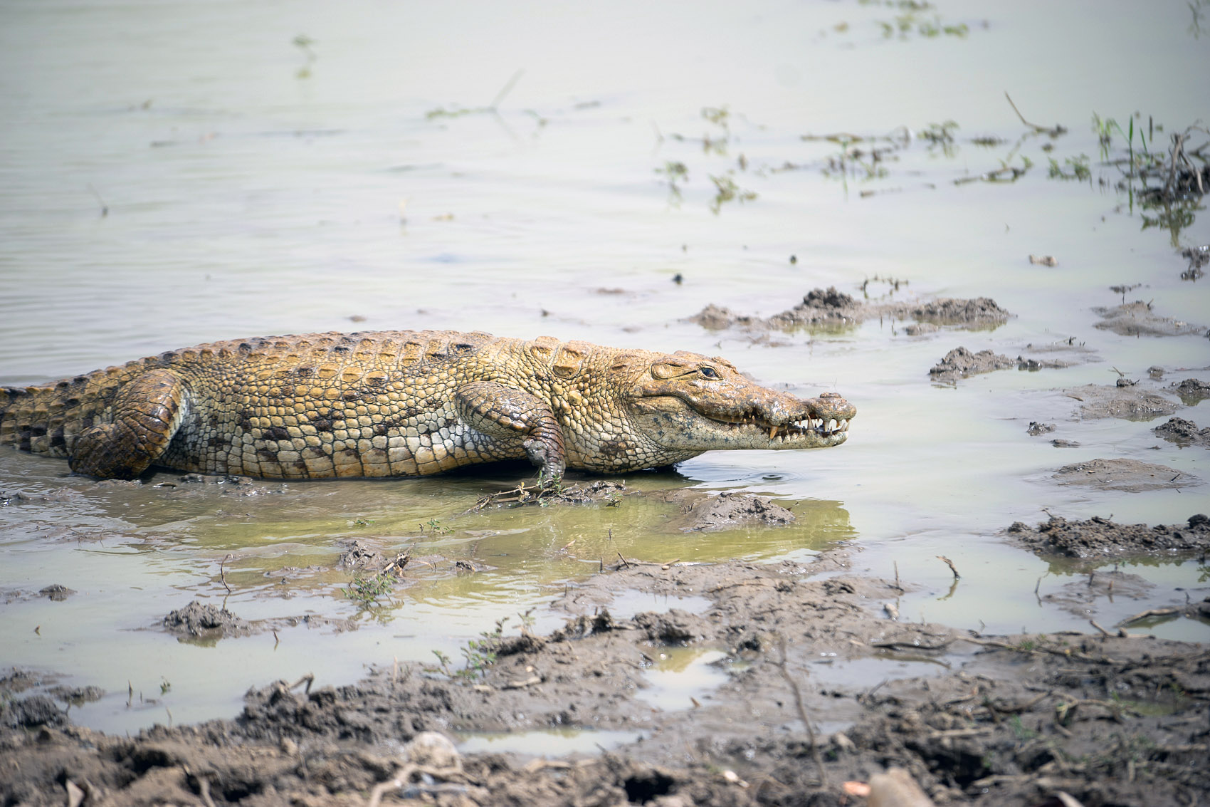 Paga Crocodiles