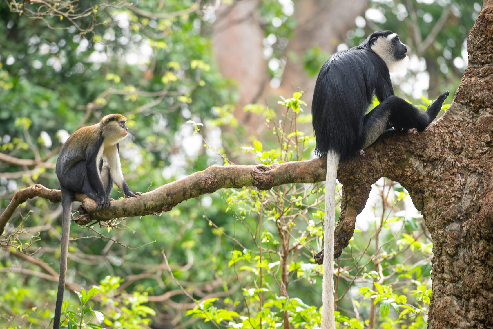 Monkeys in Ghana