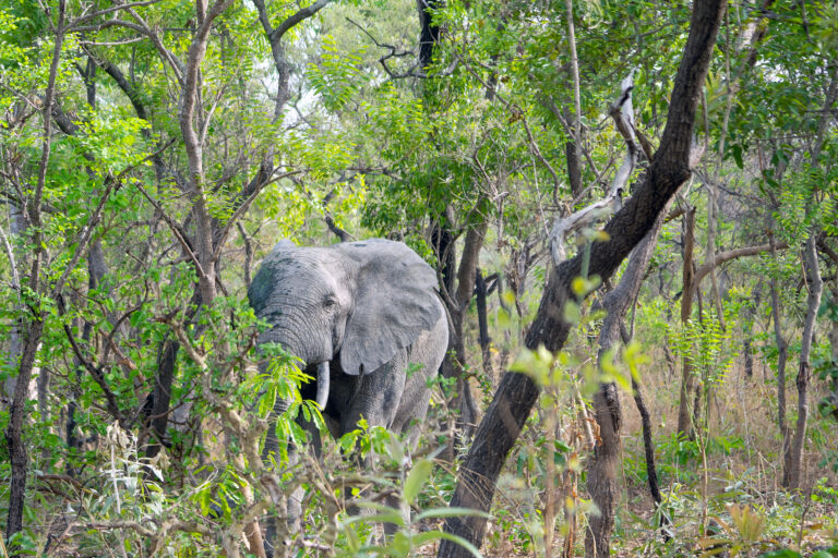 Read more about the article A Foot Safari at the Mole National Park