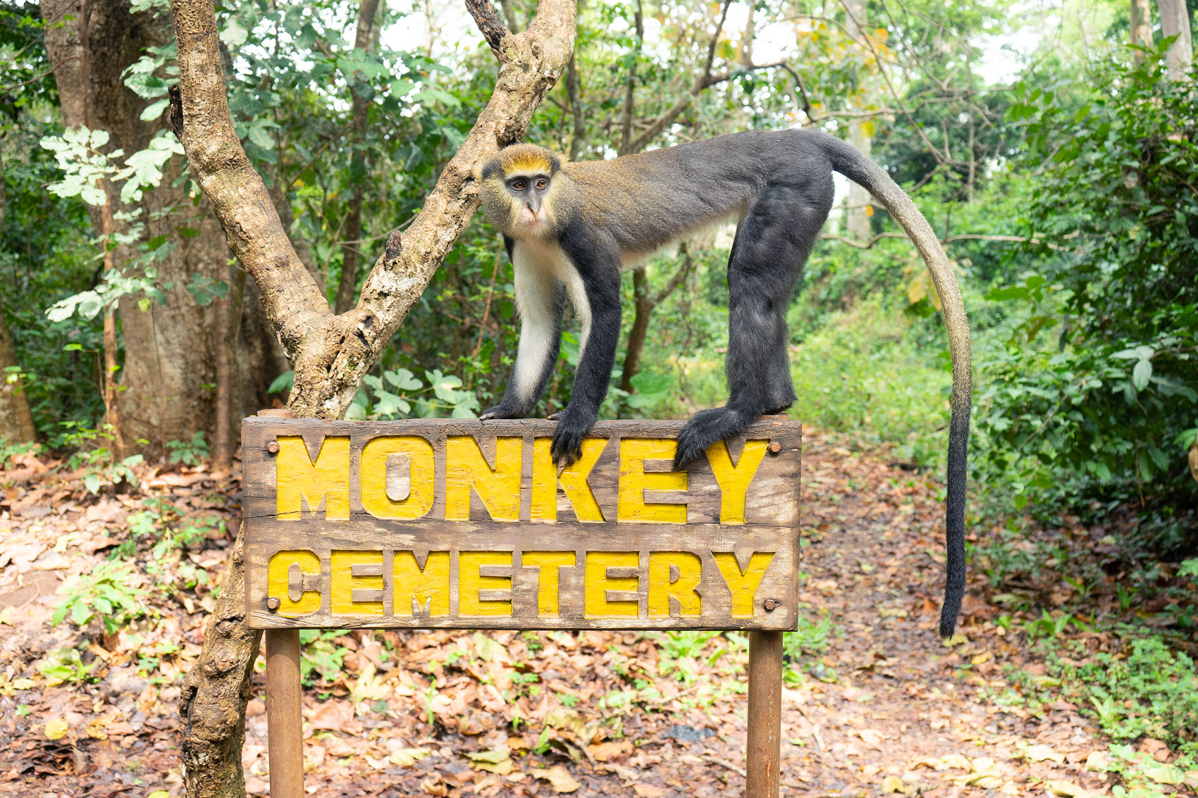 Monkey Cemetery