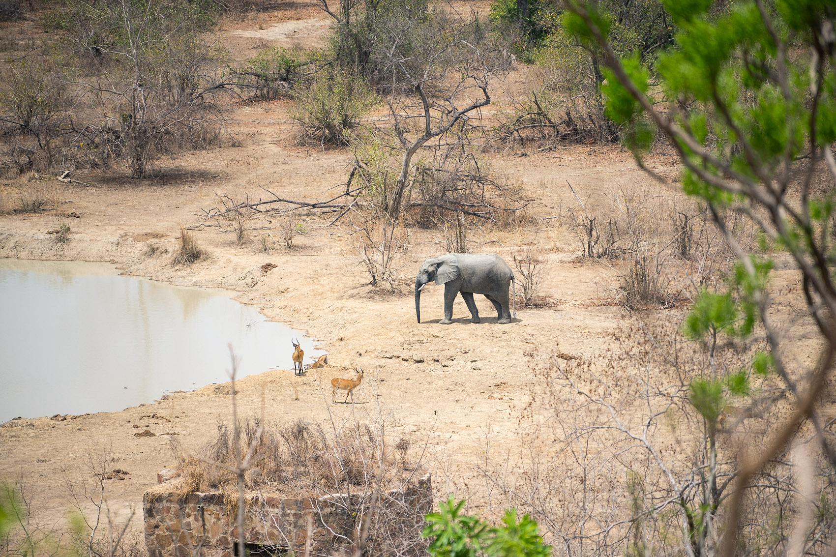 Zaina Lodge Mole National Park elephant