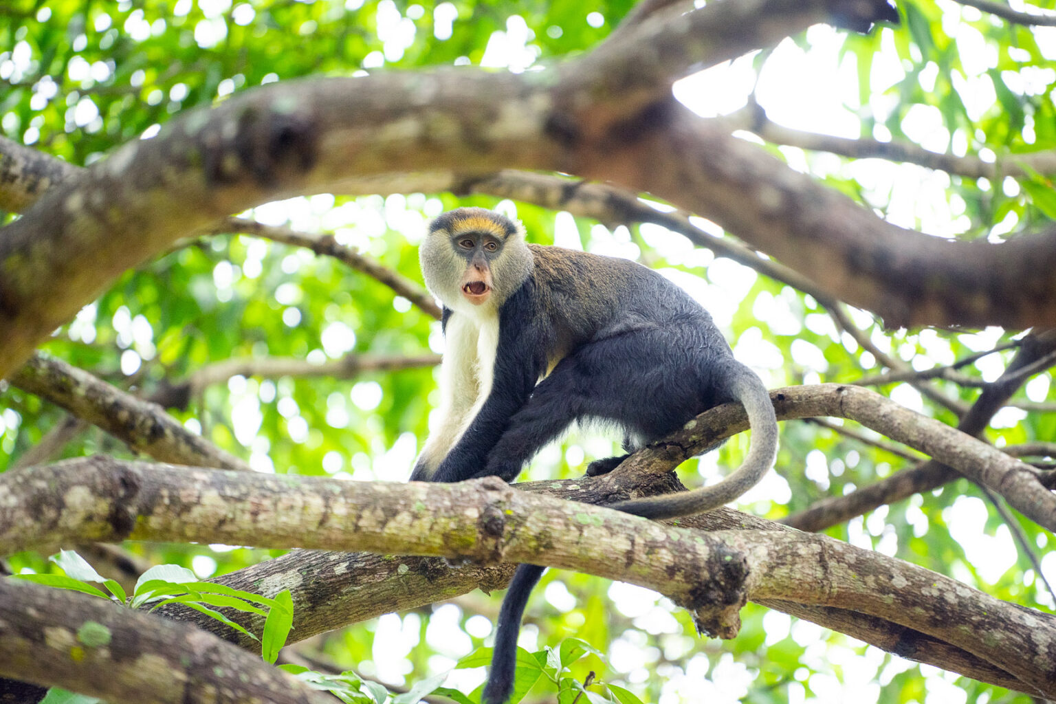 The Boabeng-Fiema Monkey Sanctuary - Ghana For 91 Days