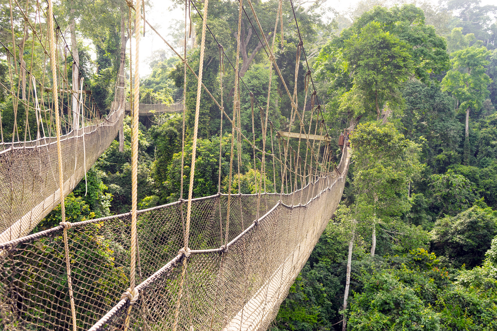 Canopy walkway Kakum National Park in Ghana