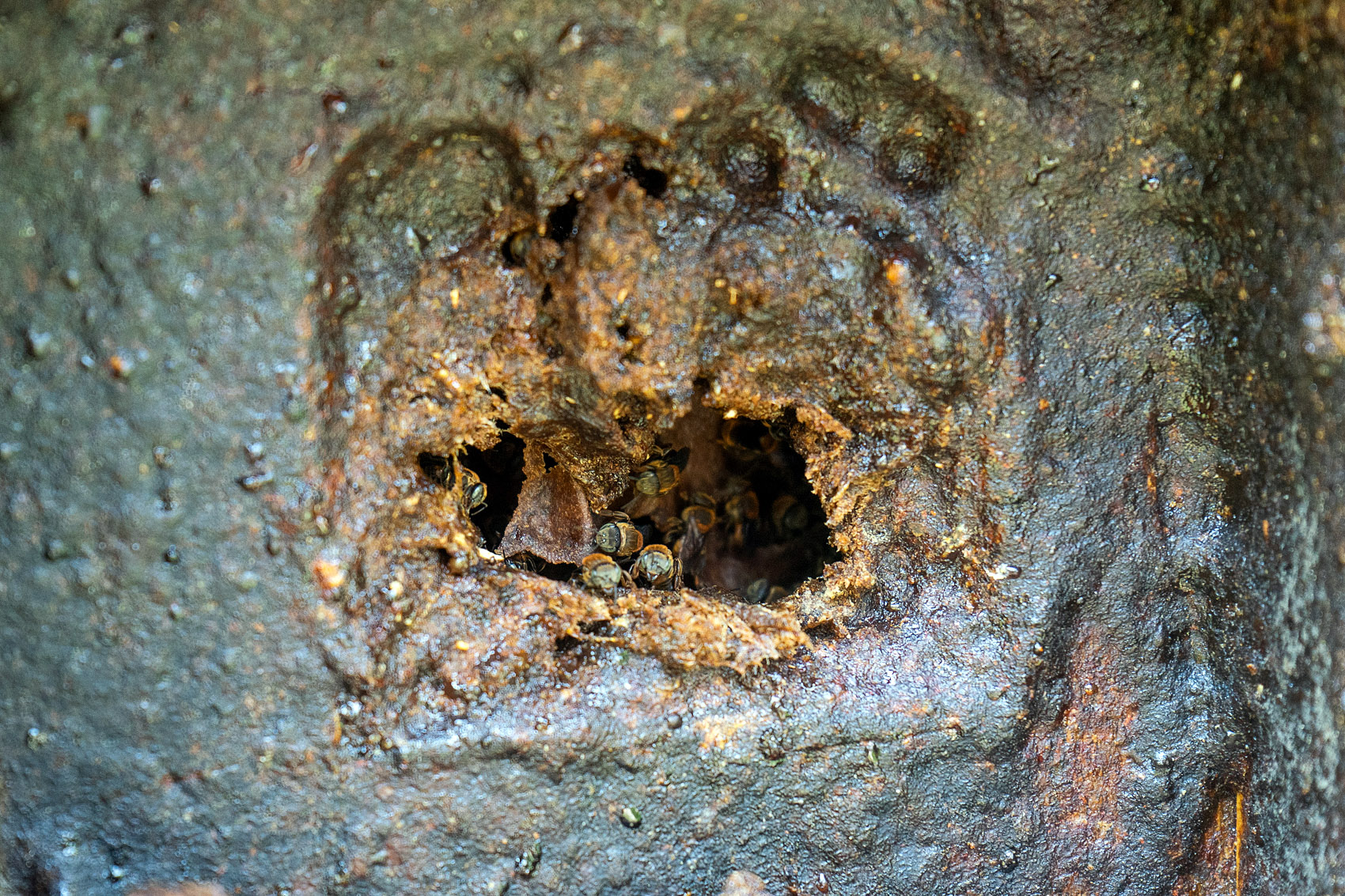 Stingless Bee Centre Ghana