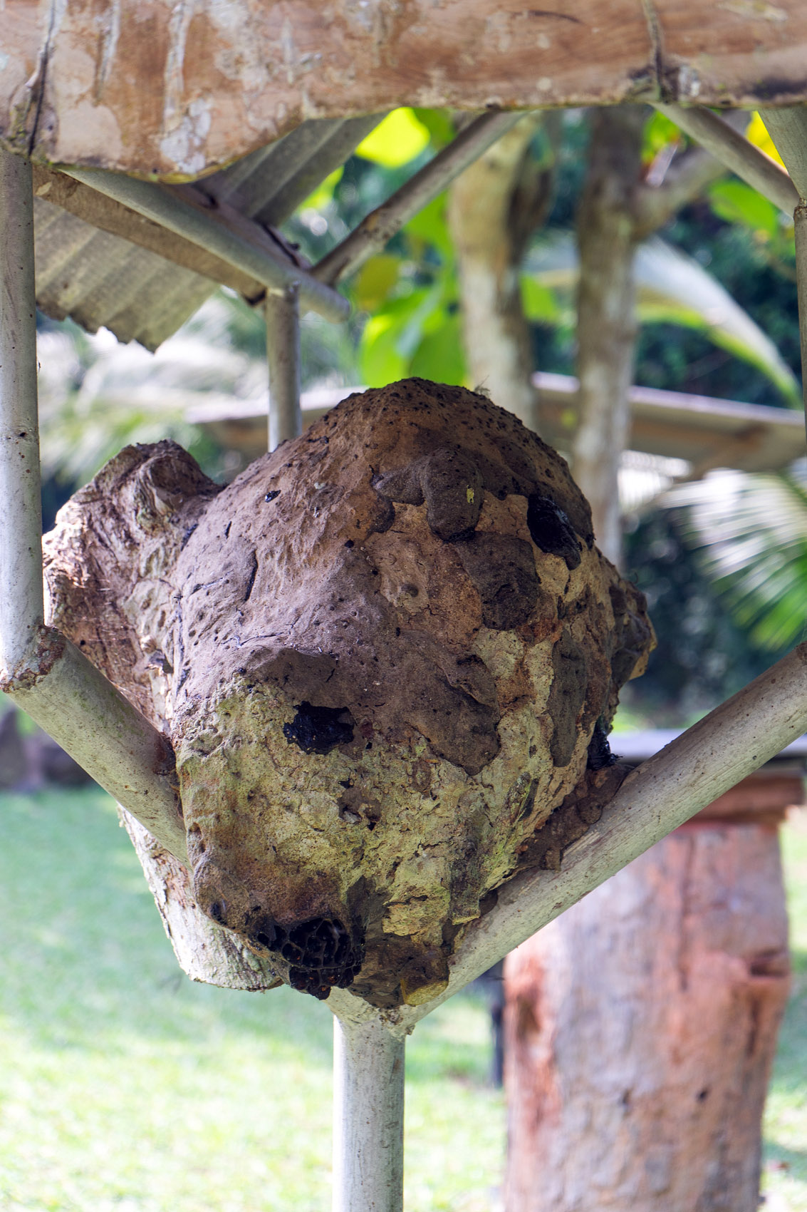 Stingless bee nest